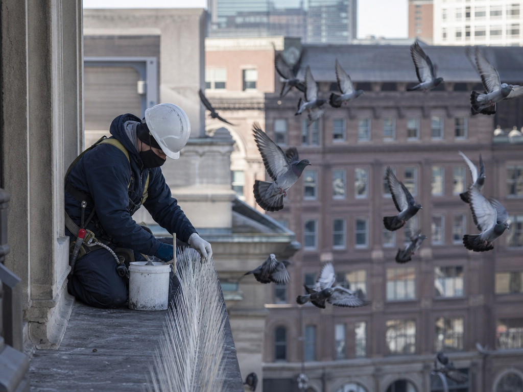 Bird Removal in Boston